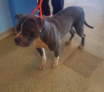 TOBY -  Pit Bull Terrier and Mixed Breed Dog for Adoption in St. Louis, Missouri - TOBY | PetCurious