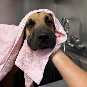 Boone -  Mastiff and Mixed Breed Dog for Adoption in Sunrise, Florida - Boone | PetCurious