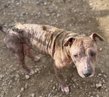 Pit Bull Terrier Dogs Available for Adoption in Corning, Arkansas - Calis | PetCurious