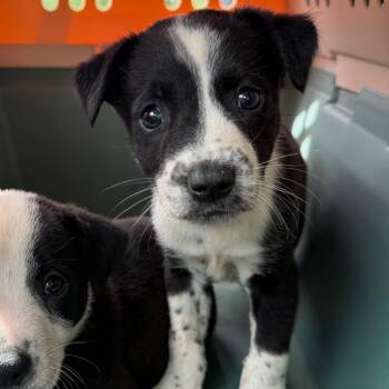 Pit Bull Terrier and Border Collie Dogs Available for Adoption in East St. Louis, Illinois - Sporty | PetCurious