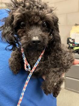 Mixed Breed Dogs Available for Adoption - A1280894 | PetCurious