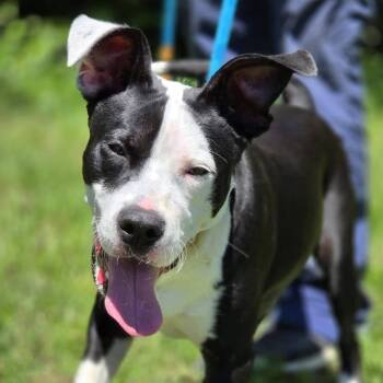 Monty -  Mixed Breed Dog for Adoption in Madison, Wisconsin - Monty | PetCurious