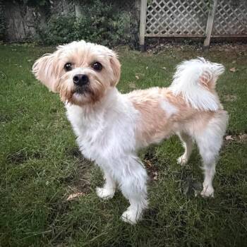 October -  Bichon Frise Dog for Adoption in Toronto, Ontario - October | PetCurious