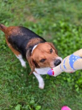 Turbo -  Beagle Dog for Adoption in Brookville, Ohio - Turbo | PetCurious