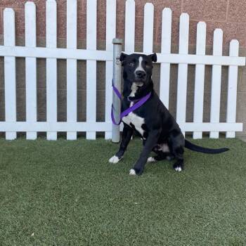 Rescue Pit Bull Terrier and Mixed Breed Dogs for Adoption in Modesto, California - ODIE | PetCurious