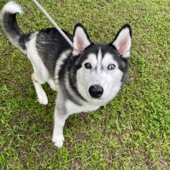 Lucky -  Siberian Husky Dog for Adoption in Sautee Nacoochee, Georgia - Lucky | PetCurious