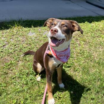 Fancy -  Australian Shepherd Dog for Adoption in Howes Cave, New York - Fancy | PetCurious