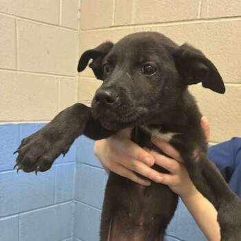 La -  Mixed Breed Dog for Adoption in Gadsden, Alabama - La | PetCurious