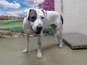 A552282 -  Pit Bull Terrier and Mixed Breed Dog for Adoption in Moreno Valley, California - A552282 | PetCurious