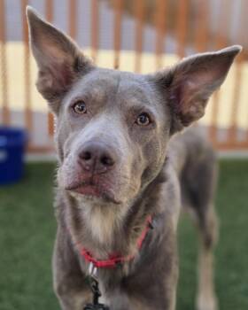 Rescue Pit Bull Terrier and Mixed Breed Dogs for Adoption in Las Vegas, Nevada - NARS | PetCurious