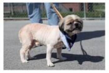 Shih Tzu Dogs Available for Adoption in Washington, District Of Columbia - Buggar | PetCurious