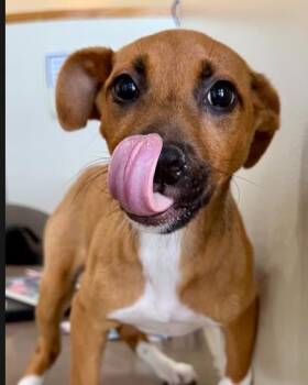 Pit Bull Terrier and Mixed Breed Dogs Available for Adoption in Kansas City, Missouri - Twinkie | PetCurious