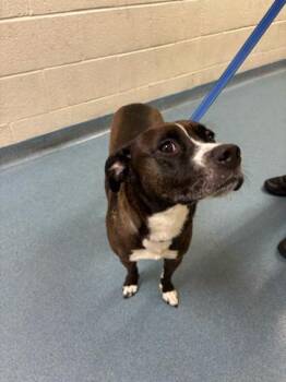 LADYBIRD -  Mixed Breed Dog for Adoption in West Palm Beach, Florida - LADYBIRD | PetCurious