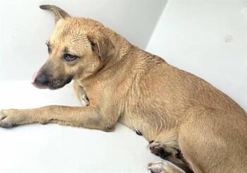 Labrador Retriever and Mixed Breed Dogs Available for Adoption in Houston, Texas - A654820 | PetCurious