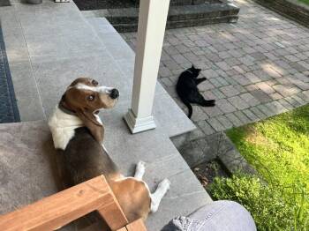 Basset Hound Dogs Available for Adoption in Brewster, New York - Boswell | PetCurious