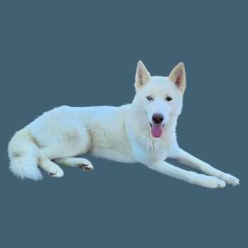 Mario -  Husky Dog for Adoption in Thousand Oaks, California - Mario | PetCurious