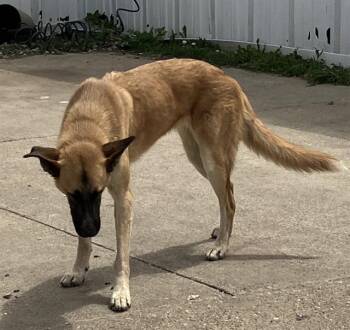 Mixed Breed Dogs Available for Adoption in Dallas, Texas - MOHANA | PetCurious