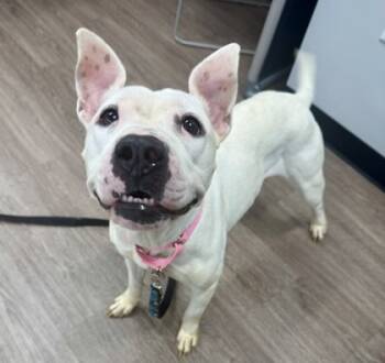 Rescue Mixed Breed Dogs for Adoption in West Chester, Pennsylvania - Karma | PetCurious