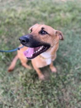 Timber -  Shepherd and Labrador Retriever Dog for Adoption in Spring, Texas - Timber | PetCurious