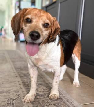 Ben -  Beagle Dog for Adoption in Inverness, Florida - Ben | PetCurious