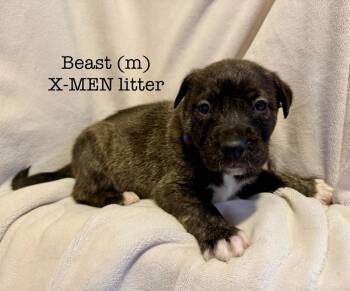 Shepherd and Labrador Retriever Dogs Available for Adoption in Cloquet, Minnesota - Beast | PetCurious