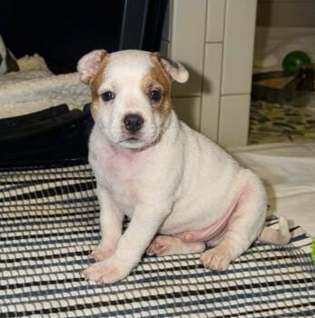 Lucky -  Australian Cattle Dog Blue Heeler and Mastiff Dog for Adoption in Marietta, Georgia - Lucky | PetCurious