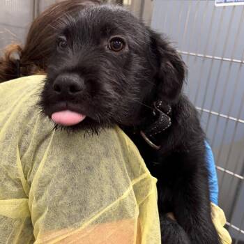 Black Labrador Retriever Dogs Available for Adoption - Knicks | PetCurious