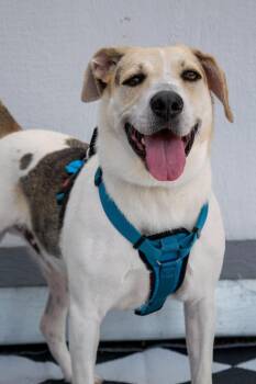 Puddy -  Hound and Mixed Breed Dog for Adoption in Savage, Minnesota - Puddy | PetCurious