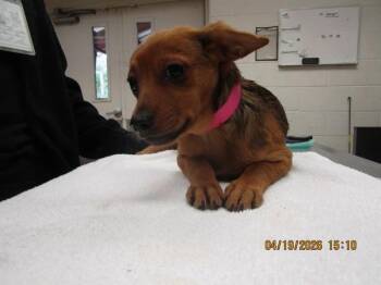 Chihuahua Dogs Available for Adoption in Marietta, Georgia - (314) | PetCurious