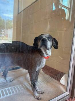 Tundra -  Beagle and Boxer Dog for Adoption in Stratham, New Hampshire - Tundra | PetCurious