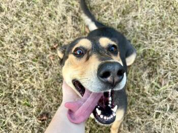 Rescue Carolina Dog Dogs for Adoption in Milton, Florida - Coco | PetCurious