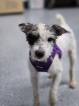 Rescue Jack Russell Terrier Dogs for Adoption in Columbia, Tennessee - Louise DD | PetCurious