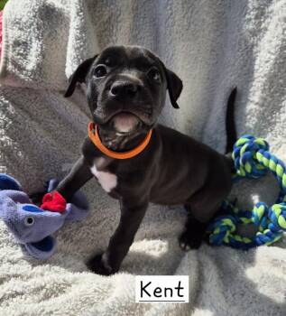 Kent (26-130 D) -  Mixed Breed Dog for Adoption in Lansing, Michigan - Kent (26-130 D) | PetCurious
