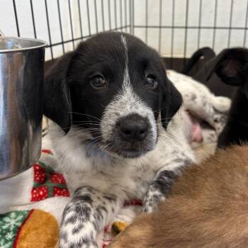 Wade 22553 -  Mixed Breed Dog for Adoption in Cumming, Georgia - Wade 22553 | PetCurious