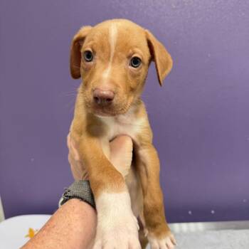 Striker -  Mixed Breed Dog for Adoption in Englewood, Florida - Striker | PetCurious