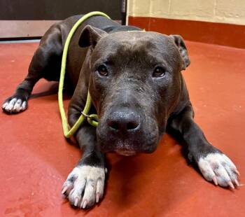 Labrador Retriever Dogs Available for Adoption - Twila | PetCurious