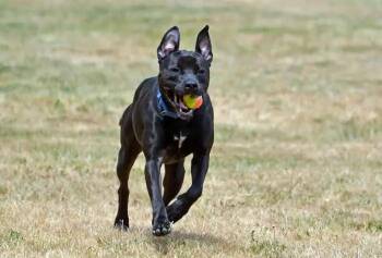 Rescue Black Labrador Retriever Dogs for Adoption in Coupeville, Washington - Luke | PetCurious