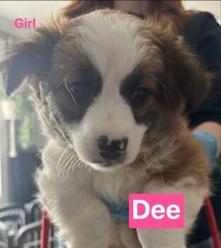 Dee -  Mixed Breed Dog Available for Adoption in Athens, Ontario - Dee | PetCurious