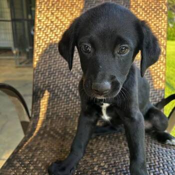 Labrador Retriever Dogs Available for Adoption in Sterling, Massachusetts - Ollie - 11 Weeks ( Avail 6/3) | PetCurious