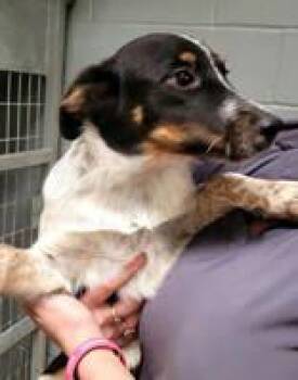 Ashley & Brittany -  Australian Cattle Dog Blue Heeler Dog for Adoption in Commerce, Texas - Ashley & Brittany | PetCurious