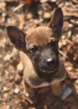 Belgian Shepherd Malinois Dogs Available for Adoption - Janice | PetCurious