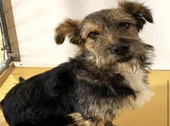 Schnauzer and Dachshund Dogs Available for Adoption in Clovis, New Mexico - Highland | PetCurious