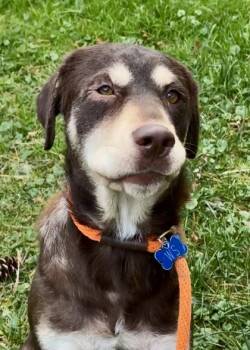 Rescue Labrador Retriever and Mixed Breed Dogs for Adoption in Morristown, New Jersey - JoJo | PetCurious