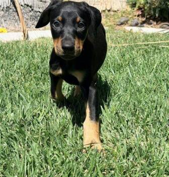 Baloo -  Doberman Pinscher Dog for Adoption in Henderson, Nevada - Baloo | PetCurious