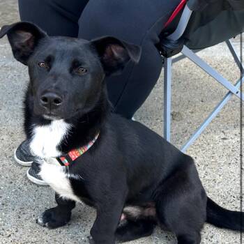 Dachshund and Black Labrador Retriever Dogs Available for Adoption in Bismarck, North Dakota - Ace | PetCurious