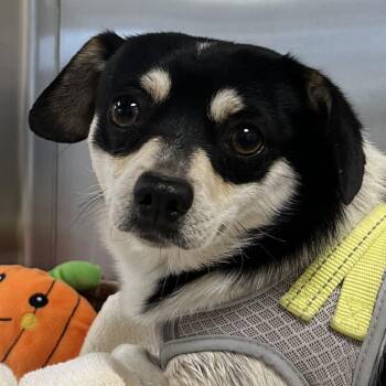 Mixed Breed Dogs Available for Adoption in Las Cruces, New Mexico - Cookie | PetCurious