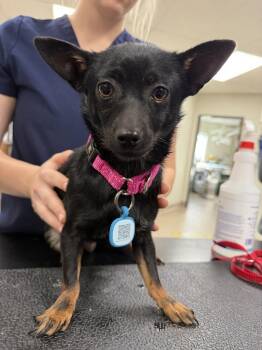 Twizzler -  Terrier Dog for Adoption in Vancouver, Washington - Twizzler | PetCurious