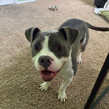 Leia III (New Digs) -  American Bulldog Dog for Adoption in Dallas, Texas - Leia III (New Digs) | PetCurious