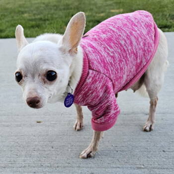 Rescue Chihuahua Dogs for Adoption in Fargo, North Dakota - Pam | PetCurious