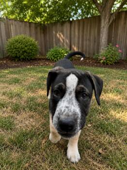 Digsby -  Australian Cattle Dog Blue Heeler and Rottweiler Dog for Adoption in Portland, Oregon - Digsby | PetCurious